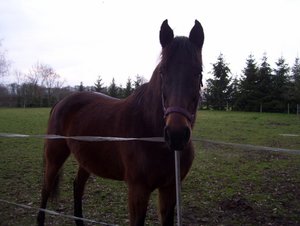 Domino, Avalon & andere Sweetys 001 (640x482) (2).jpg