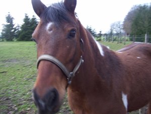 Domino, Avalon & andere Sweetys 010 (640x482).jpg