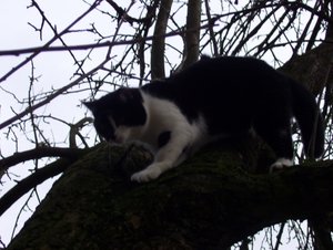 Domino, Avalon & andere Sweetys 018 (640x482).jpg