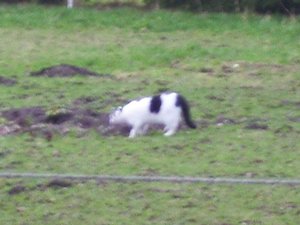 Domino, Avalon & andere Sweetys 024 (640x480).jpg