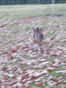 Allgemein 2011 159 (482x640) (2).jpg