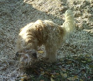 2012-01-05 Colmar WÃ¤lzen im Dreck.JPG