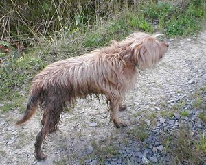 2012-01-05 Traffi WÃ¤lzen im Dreck.JPG