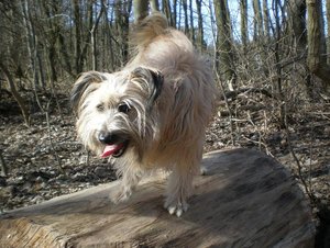 2012-01-05 Colmar Wald Agility.JPG