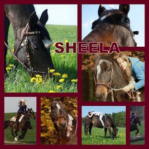pferd 2 sheela.jpg