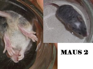 MAUS 2.1.jpg