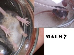 MAUS 7.1.jpg