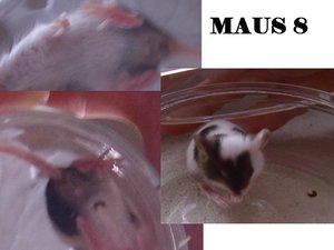 MAUS 8.1.jpg