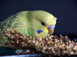 elviiiiisliebe.jpg elviiiiisliebe.jpg