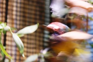 IMG_2100web.jpg IMG_2100web.jpg