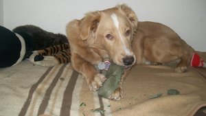 100_0801.JPG 100_0801.JPG