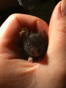 Blacky 001.JPG Blacky 001.JPG