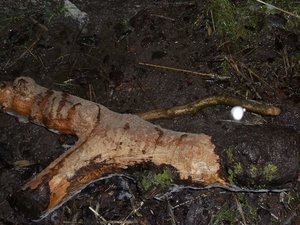 k-abgenagter Baumstamm.JPG
