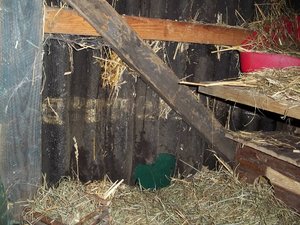 k-TÃ¼r vom Innenstall.JPG