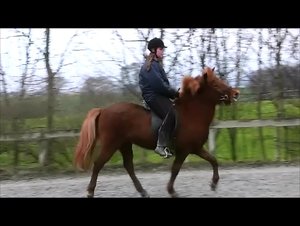 bahntölt1 (450x338).jpg bahntölt1 (450x338).jpg