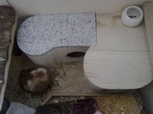 cookie und neues haus.jpg cookie und neues haus.jpg