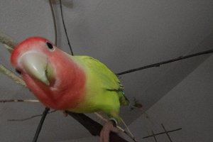 IMGP2032.JPG IMGP2032.JPG