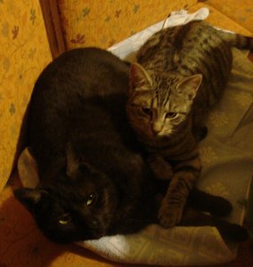 Minka und leo Neu.jpg