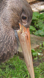 schwarzi schnabel.jpg