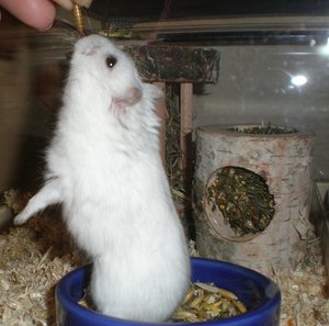 2012-01-23 Hamster in SchÃ¼ssel.JPG