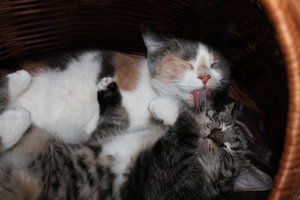 kittys.jpg kittys.jpg