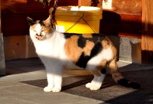 18 Chessy.JPG 18 Chessy.JPG