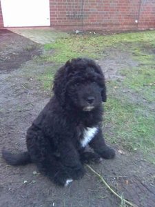 Willi 10 Wochen , komp..jpg