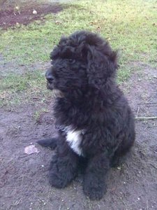 Willi 10 Wochen 009, komp..jpg