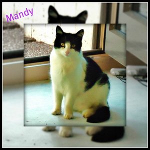 Bild Mandy Picnik 2.jpg