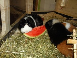 melone.jpg melone.jpg