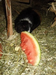 melone1.jpg melone1.jpg