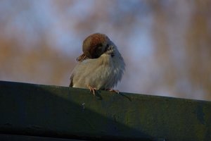 IMGP5644.JPG IMGP5644.JPG