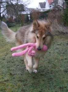 Rocky mit Pink Kong rennt.JPG