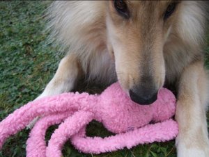 Rocky mit Pink Kong.JPG