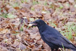 IMGP4105.JPG IMGP4105.JPG