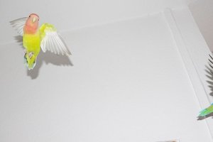 IMGP3953.JPG IMGP3953.JPG