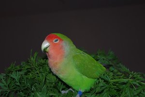 IMGP5443.JPG IMGP5443.JPG