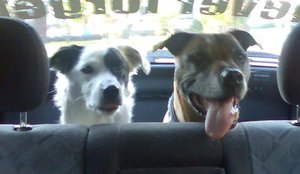 peanut.JPG peanut.JPG