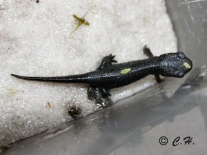 IMG_9493kl.JPG IMG_9493kl.JPG