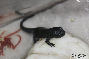 IMG_9492.JPG IMG_9492.JPG