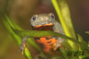 EOS450D1002kl.jpg EOS450D1002kl.jpg