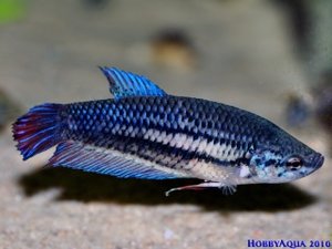 320px-Betta_splendens_W.jpg