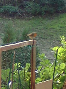 DSC00869 (480x640).jpg