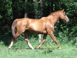 Fuchs 2.jpeg Fuchs 2.jpeg