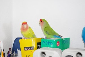 IMGP3521.JPG IMGP3521.JPG