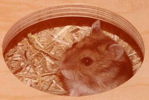 Fienchen-2.2.12 b.JPG Fienchen-2.2.12 b.JPG