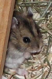 Fienchen-2.2.12 aa.JPG Fienchen-2.2.12 aa.JPG