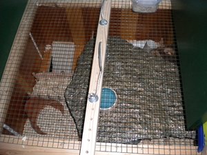 Stein, Maisspindelgranulat.JPG Stein, Maisspindelgranulat.JPG