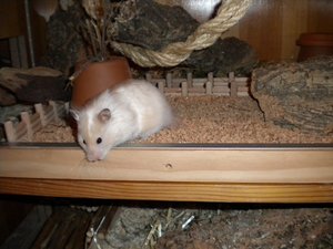 Die Bewohnerin, Honey.JPG Die Bewohnerin, Honey.JPG