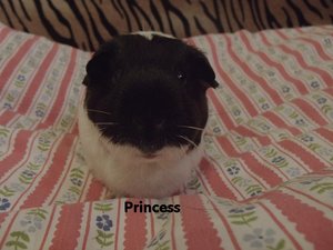 princess.JPG princess.JPG